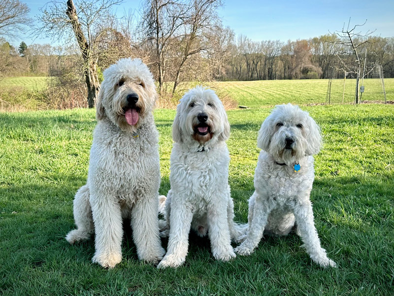 Goldendoodle pictures