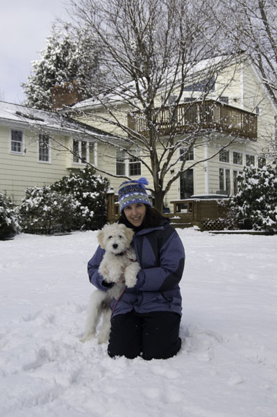 Goldendoodle pictures