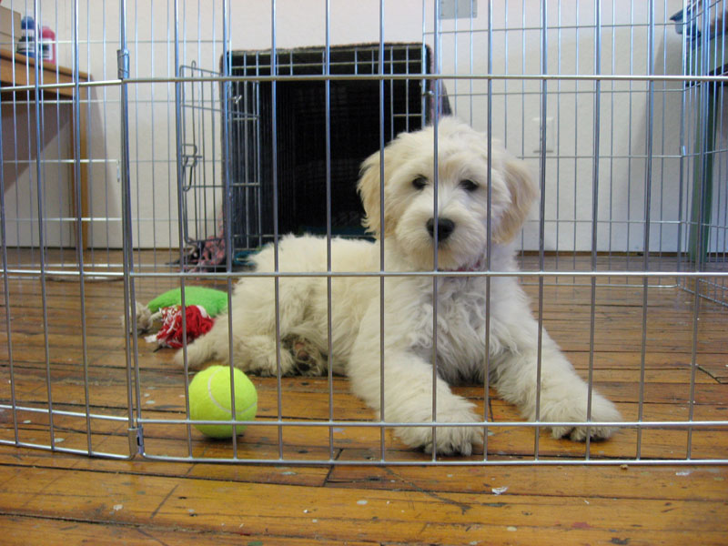 Goldendoodle pictures