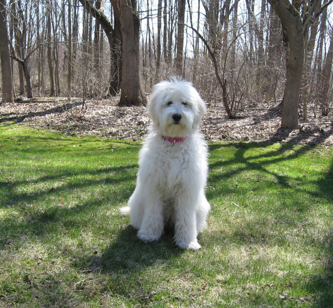 Goldendoodle pictures