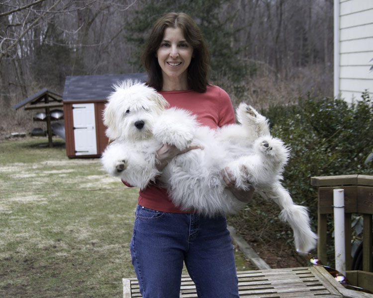 Goldendoodle pictures