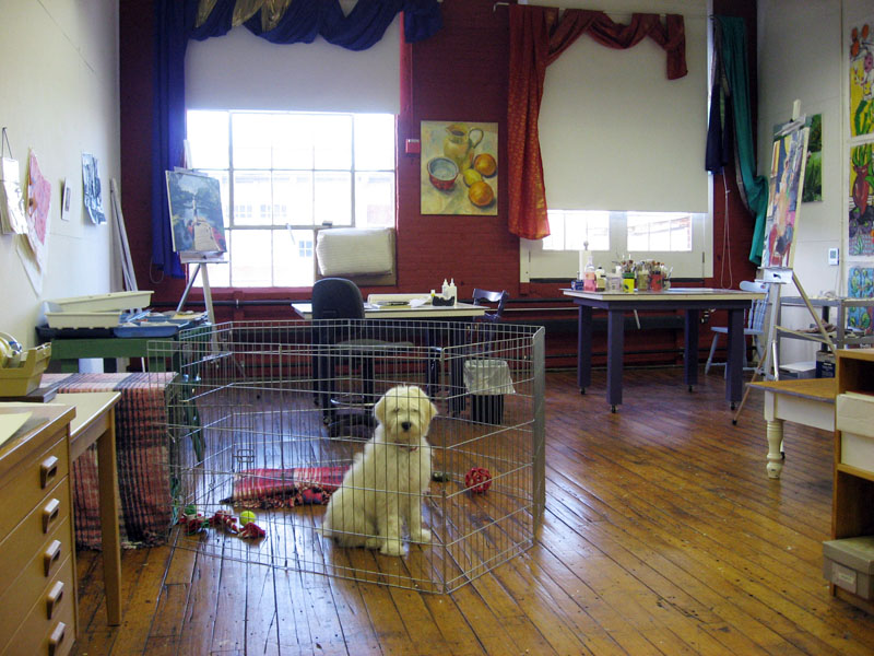 Goldendoodle pictures