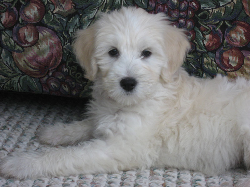 Goldendoodle pictures