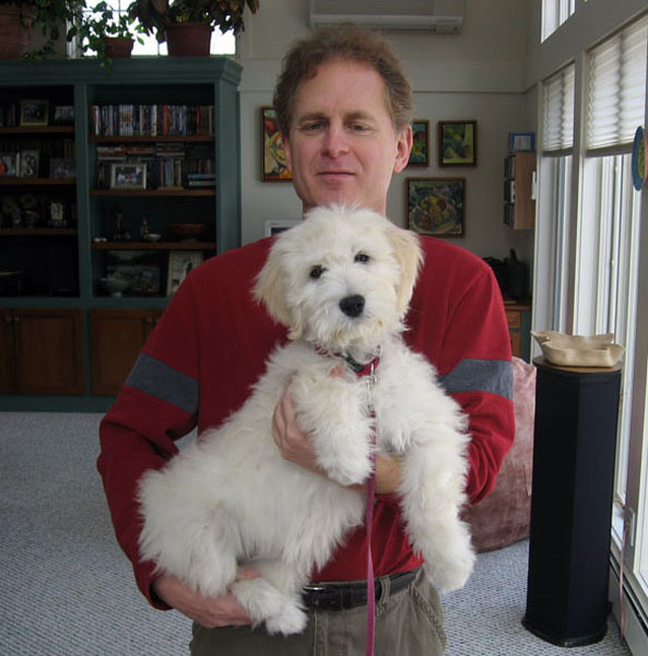 Goldendoodle pictures