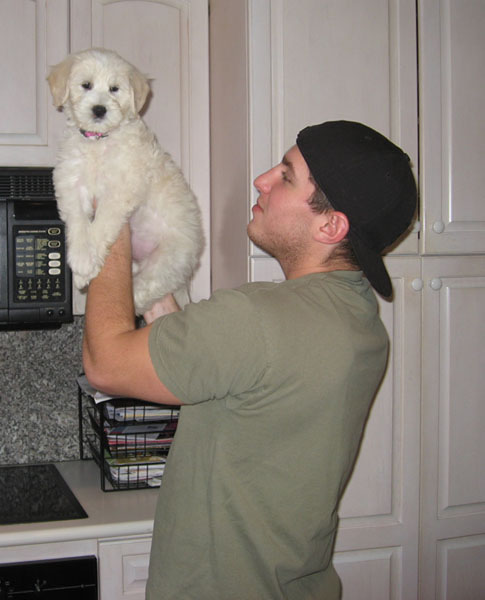 Goldendoodle pictures