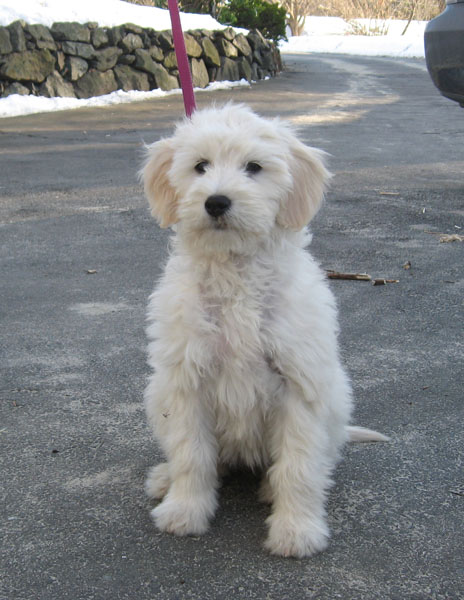 Goldendoodle pictures
