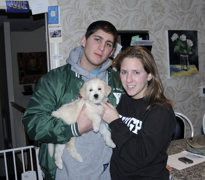 Goldendoodle pictures