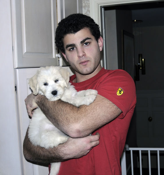 Goldendoodle pictures