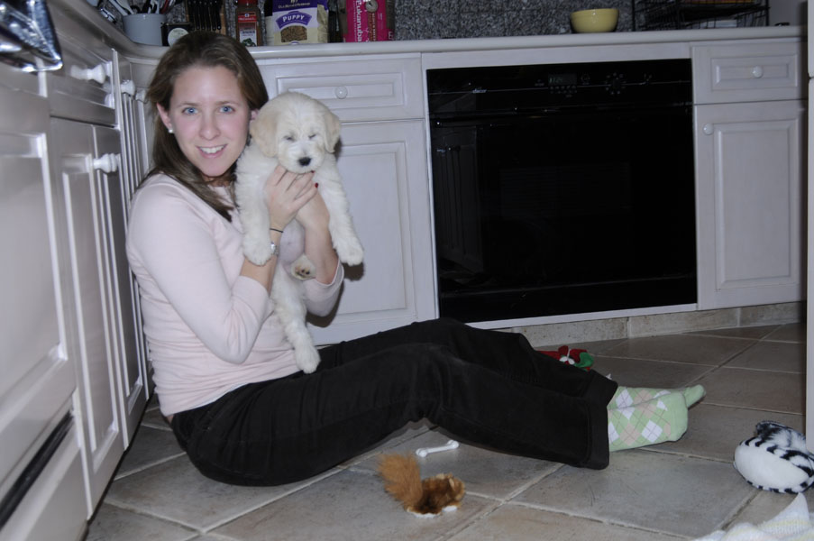 Goldendoodle pictures