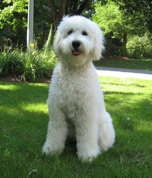 Goldendoodle pictures