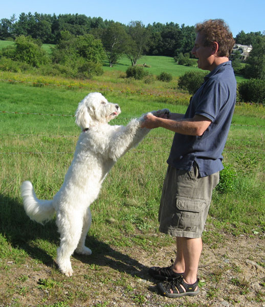 Goldendoodle pictures