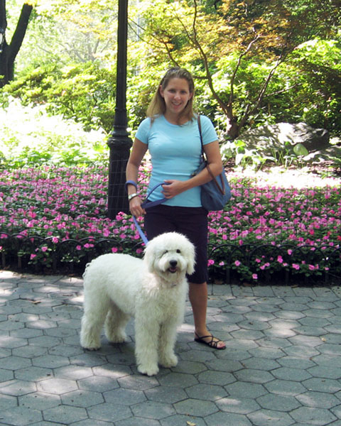 Goldendoodle pictures