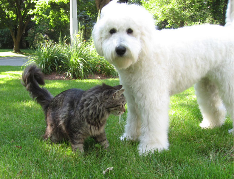 Goldendoodle pictures