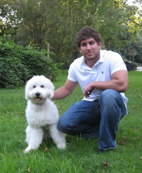 Goldendoodle pictures