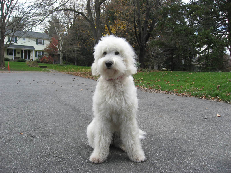 Goldendoodle pictures