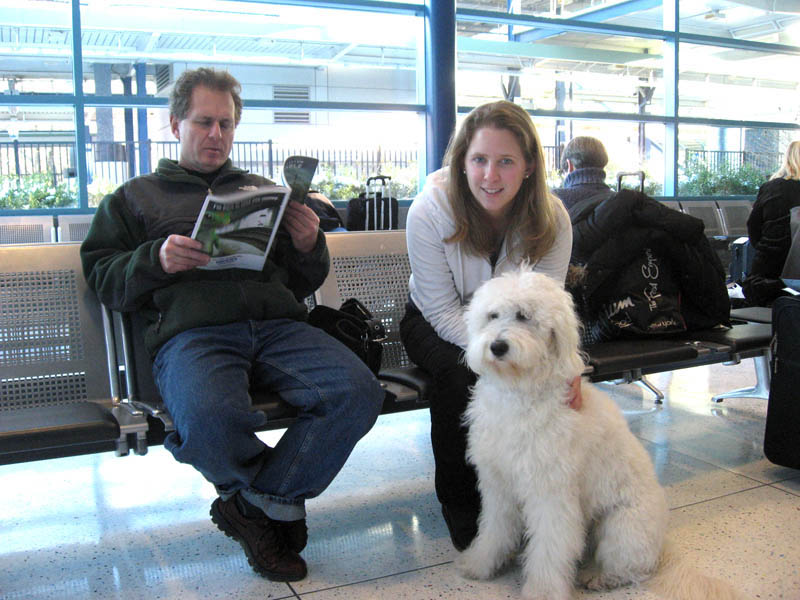 Goldendoodle pictures