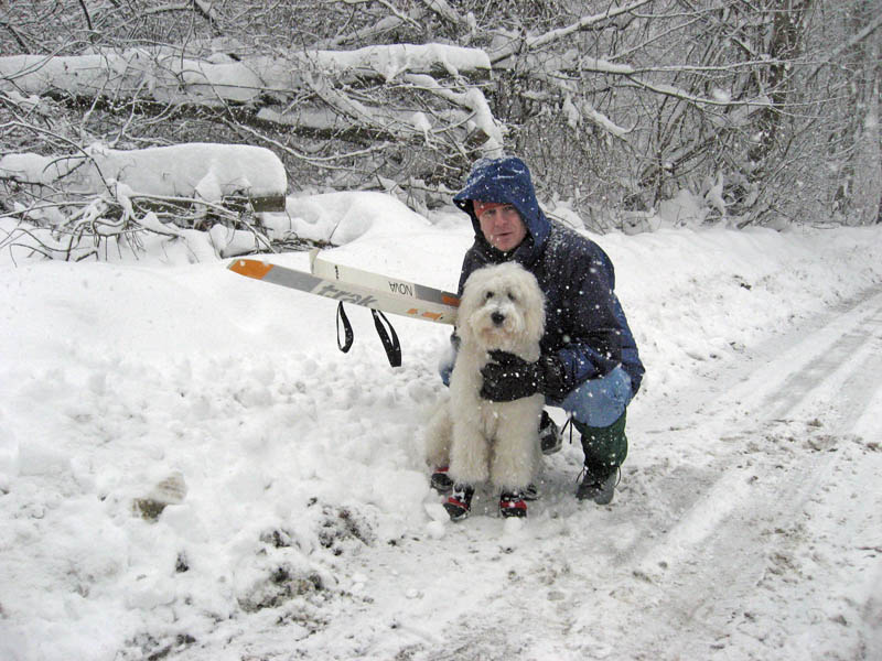 Goldendoodle pictures