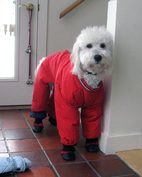 Goldendoodle pictures