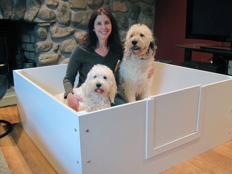 Goldendoodle pictures