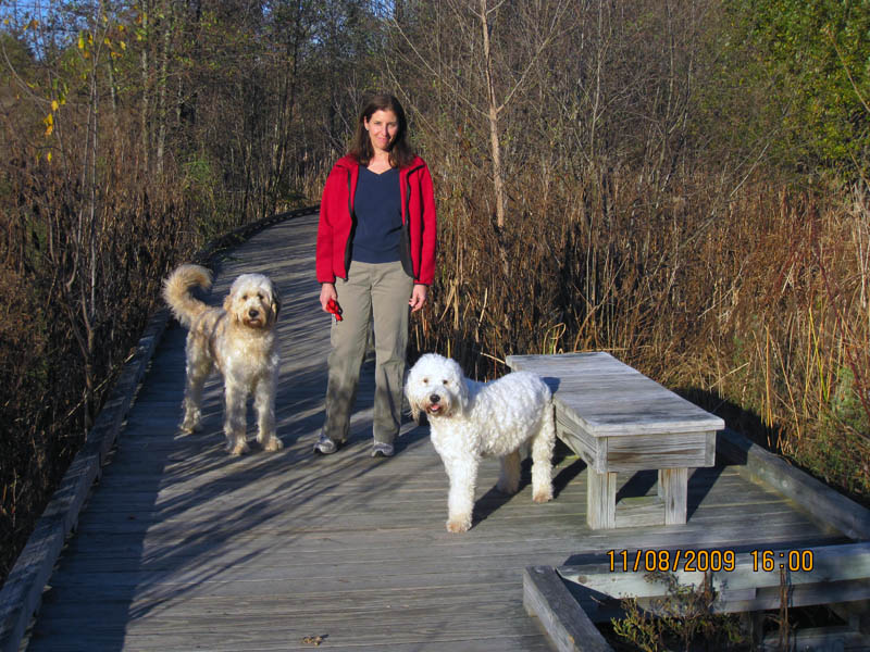 Goldendoodle pictures