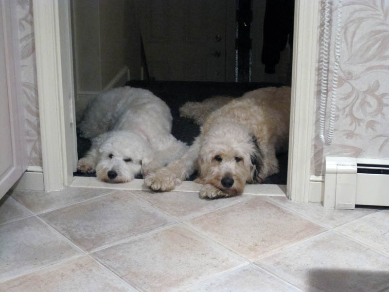Goldendoodle pictures