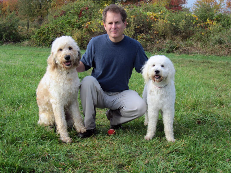 Goldendoodle pictures