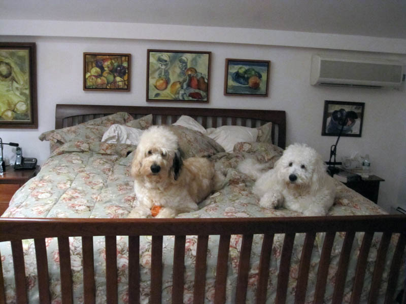 Goldendoodle pictures