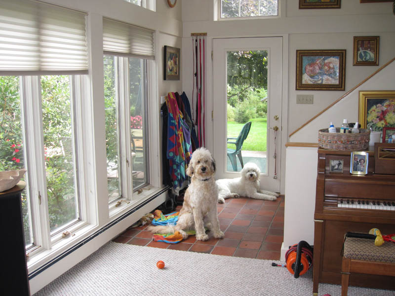 Goldendoodle pictures