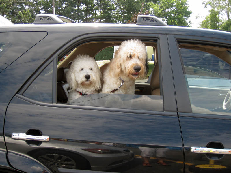 Goldendoodle pictures
