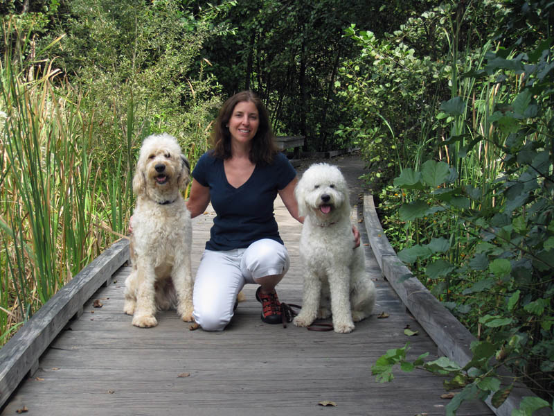 Goldendoodle pictures