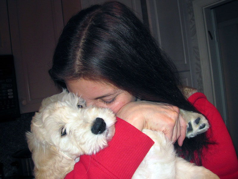 Goldendoodle pictures