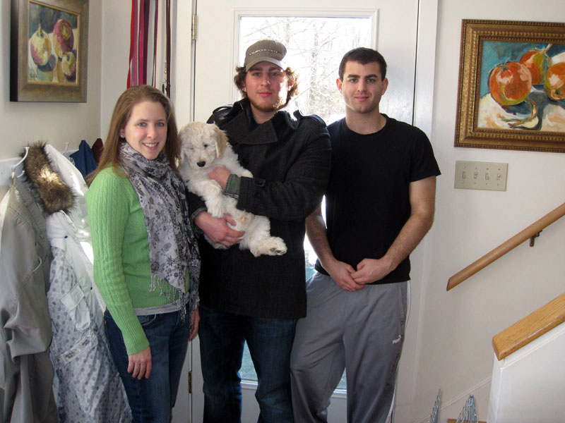 Goldendoodle pictures