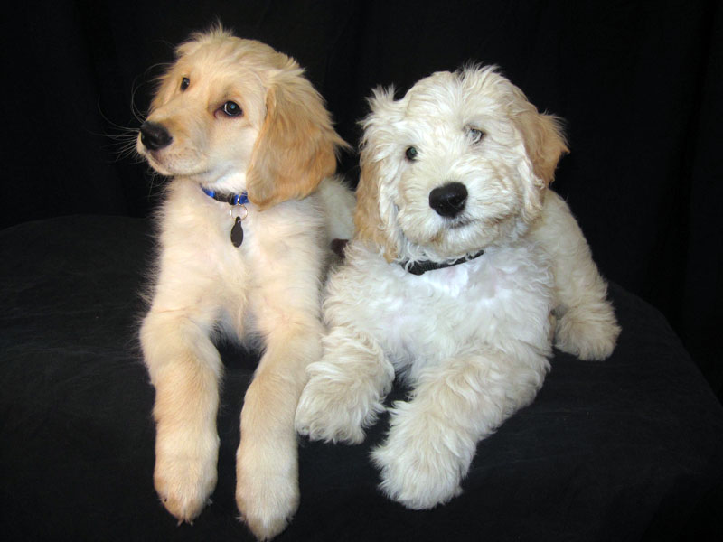 Goldendoodle pictures