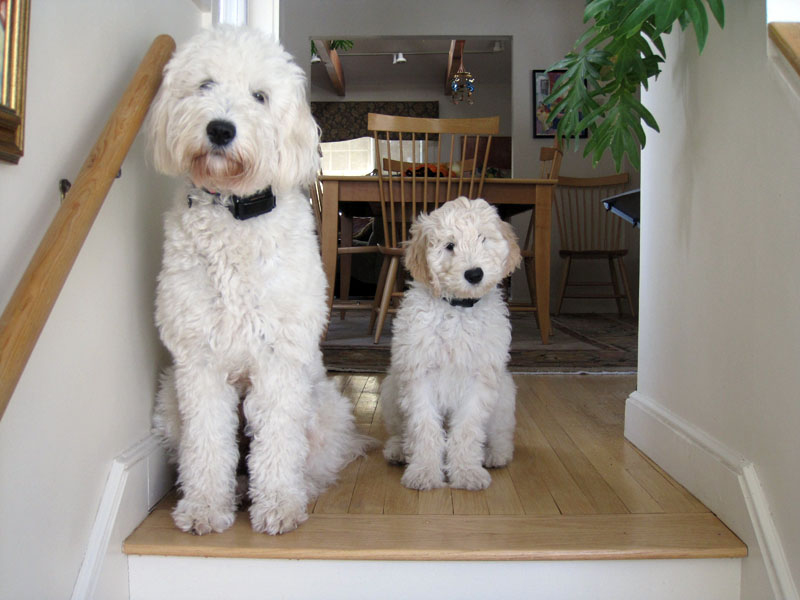 Goldendoodle pictures