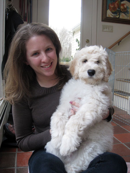 Goldendoodle pictures
