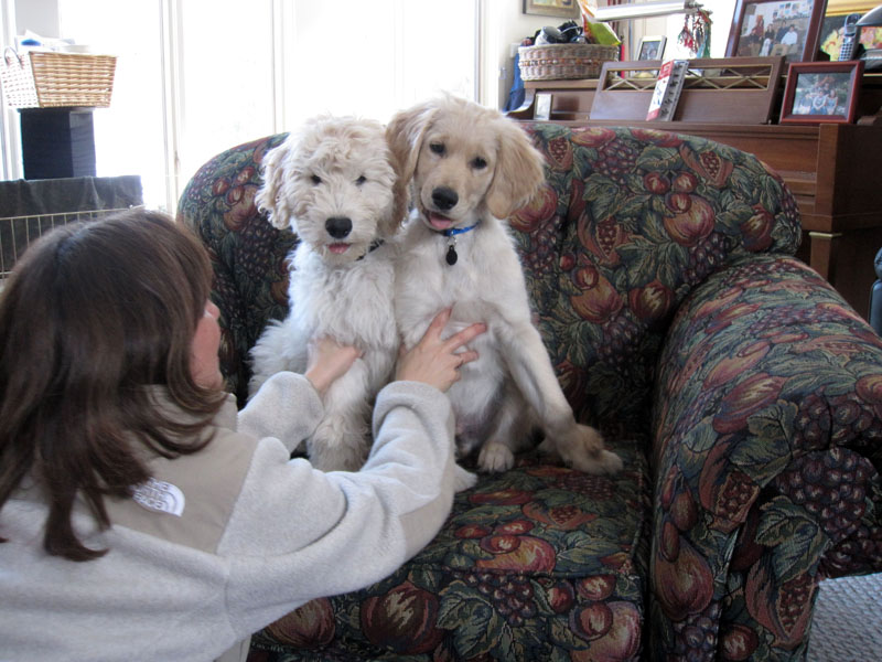 Goldendoodle pictures