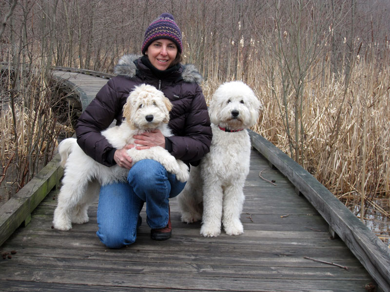 Goldendoodle pictures