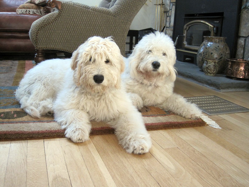 Goldendoodle pictures