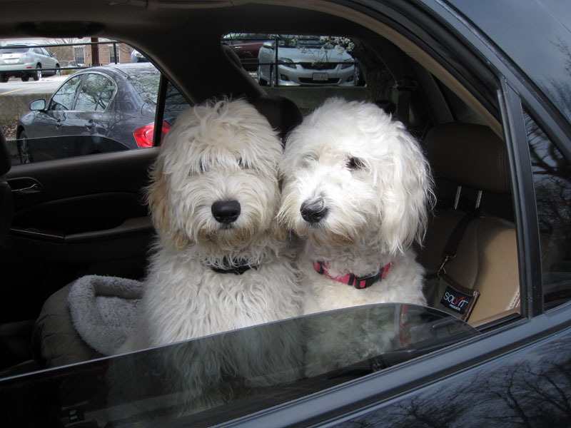 Goldendoodle pictures