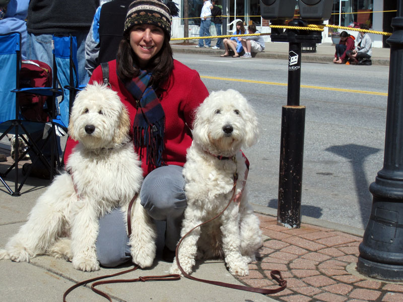 Goldendoodle pictures
