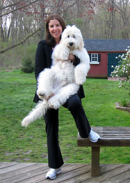 Goldendoodle pictures