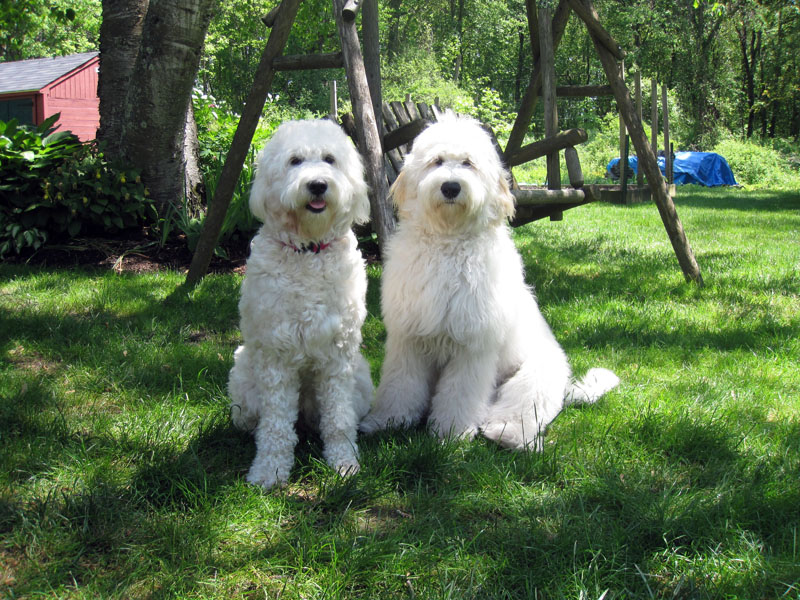 Goldendoodle pictures