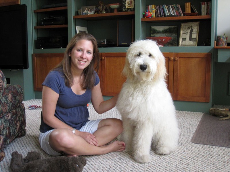 Goldendoodle pictures