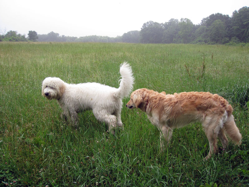 Goldendoodle pictures