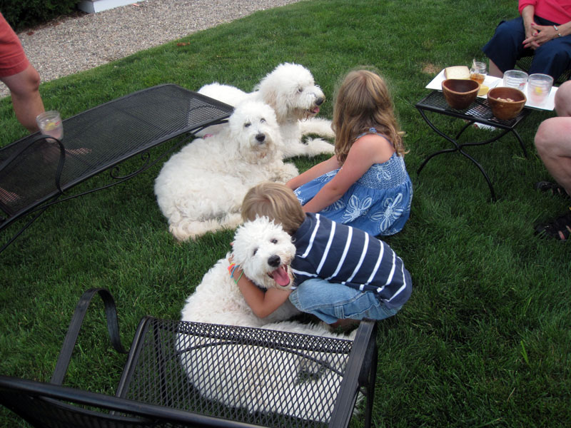 Goldendoodle pictures