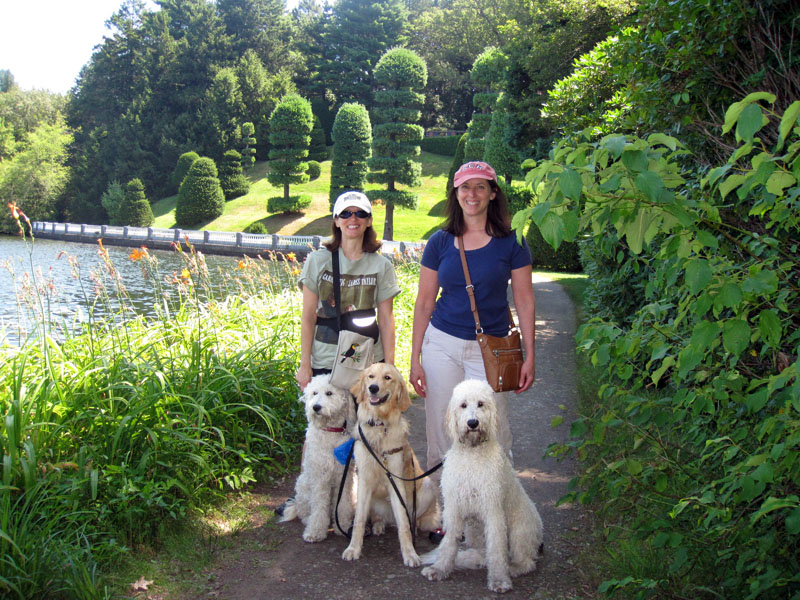 Goldendoodle pictures