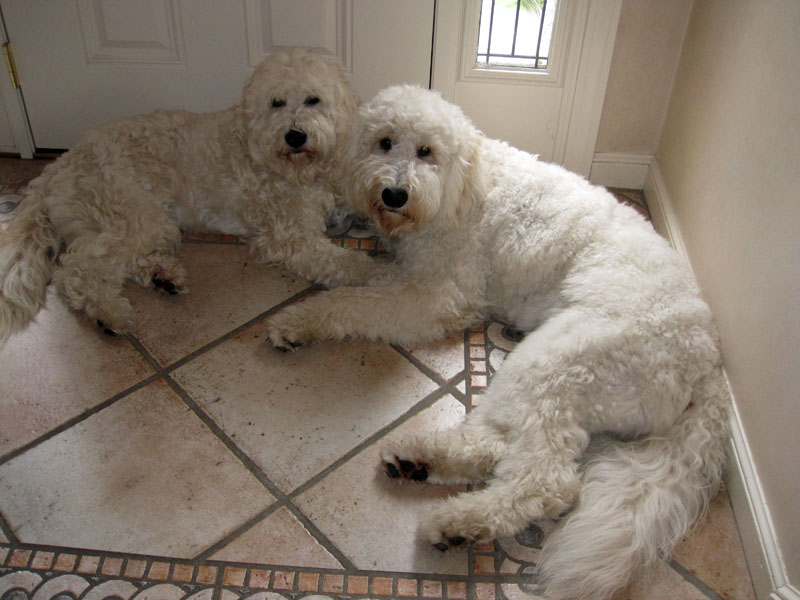 Goldendoodle pictures