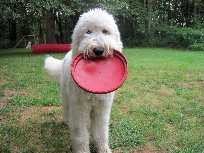 Goldendoodle pictures