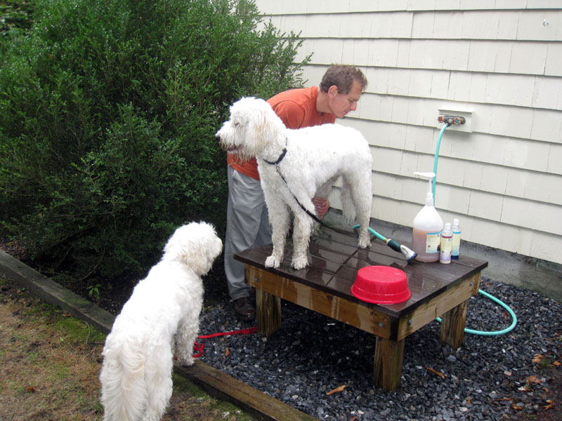 Goldendoodle pictures