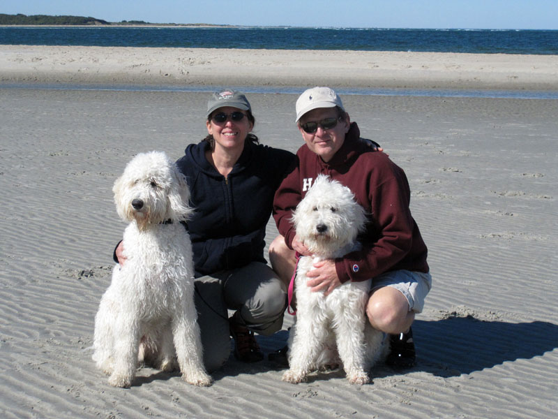 Goldendoodle pictures